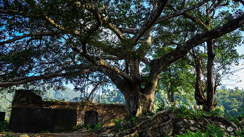 Santalabari forest
